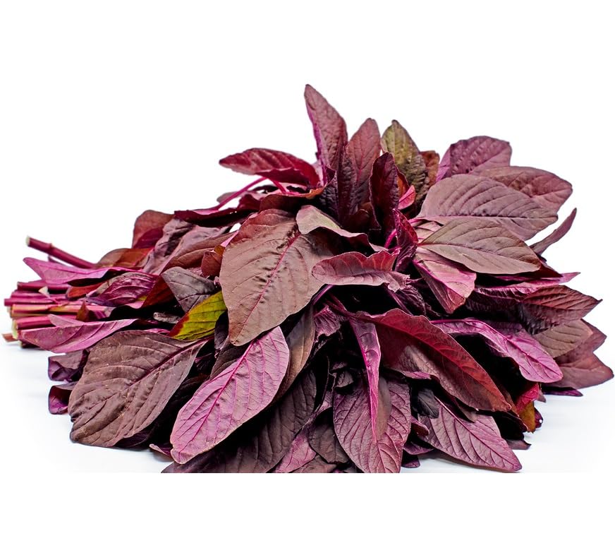 Splendour Seeds Red Amaranthus,Laal Saag,Red Cheera, red spinach vegetable Seeds (4 Grams) (B01IL0AL68) Amazon Price History, Amazon Price Tracker