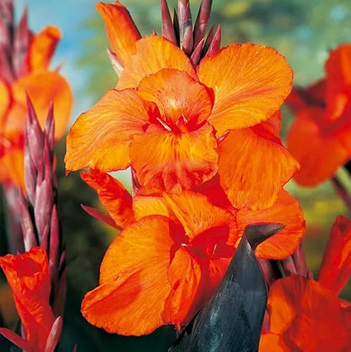 Wyoming Canna Lily Bulbs for Planting - Perennial Lily, Long
