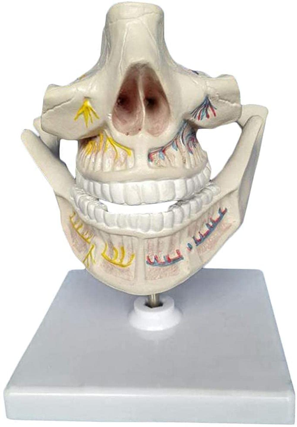 Anatomie modèle d'enseignement dentaire et modèle d'étude de dents standard