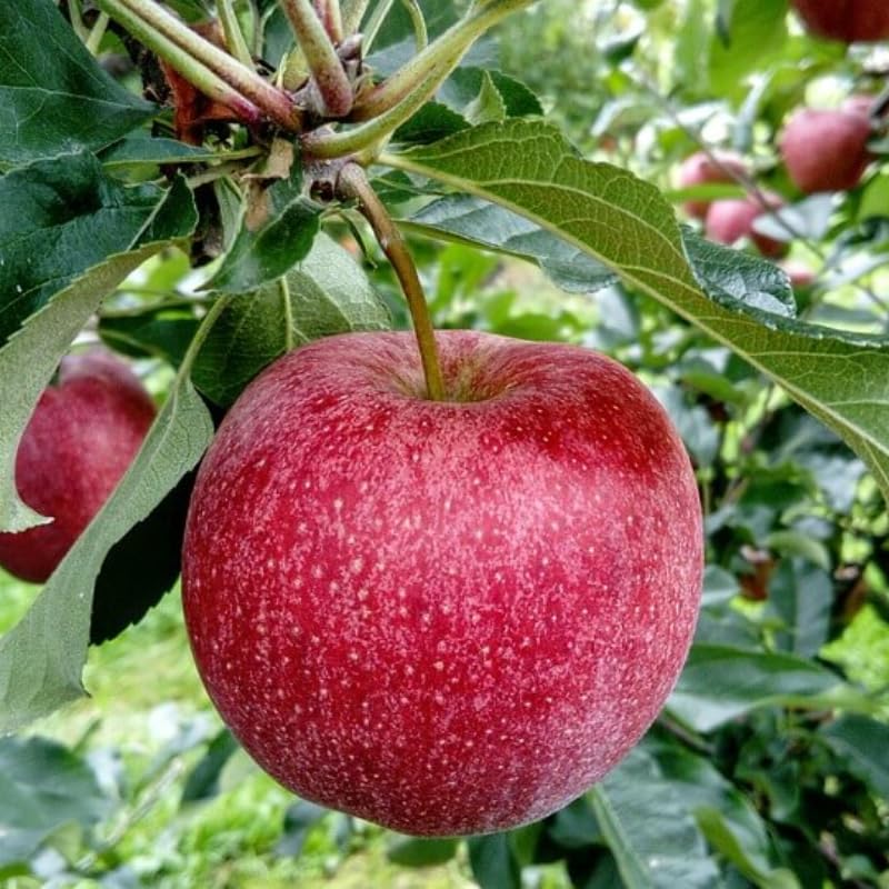 Image of 1 HEALTHY HYBRID ORGANIC GRAFTED APPl PLANT PLANT OUTDOOR GARDEN LIVE PLANT