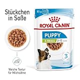 ROYAL CANIN X-Small Puppy | Doppelpack | 2 x 12 x 85 g | Feuchtnahrung für besonders kleine Hundewelpen | Bis zum 10. Lebensmonat | Mit Häppchen in Soße | Im Pouchbeutel