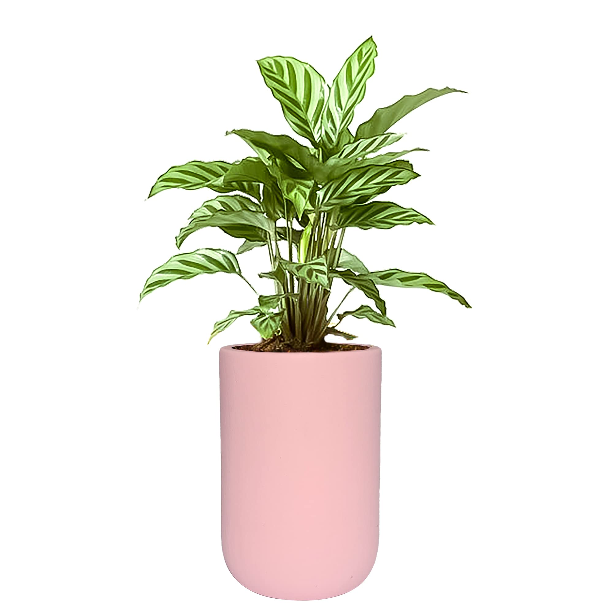 See full amazon price history chart for oodlesfly ||Bosqui Ceramic Pot (with Plate) for Indoor Outdoor Plants Home Decor Balcony Garden Office Table Flower Pots (Note: Plant not Included) (H-16 CM,D-11 CM) (Color: Pink) oodlesfly ||Bosqui Ceramic Pot (with Plate) for Indoor Outdoor Plants Home Decor Balcony Garden Office Table Flower Pots (Note: Plant not Included) (H-16 CM,D-11 CM) (Color: Pink) (B0BXH8R2FJ) Amazon Price History, Amazon Price Tracker