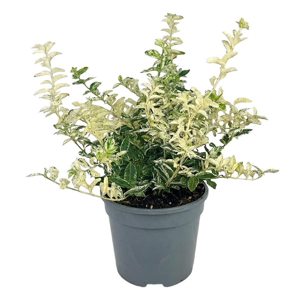 Euonymus Harlequin Evergreen Shrub 2L Pot – White Variegated Green Foliage Garden Plant for Borders, Containers, Ground Cover & Year-Round Interest