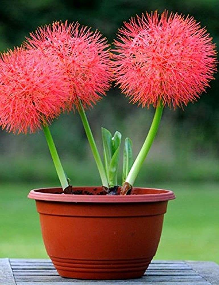 Summer Season/Harvest Season Flower Bulbs Football Lily/Fireball Lily Pack Of 9 Bulbs (Mix) Healthy And Fresh Flower Bulbs