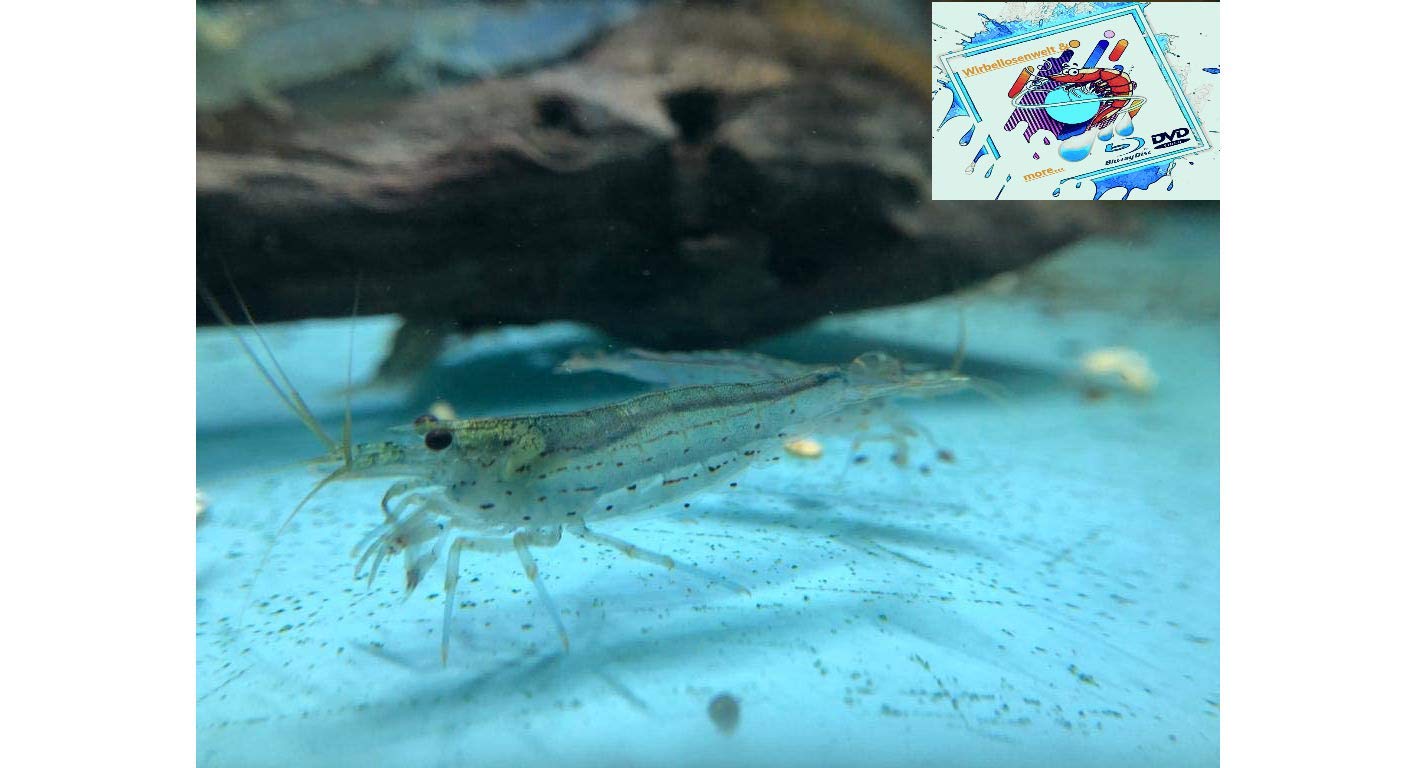 Amano Garnele Caridina multidentata 2-4 cm 10x