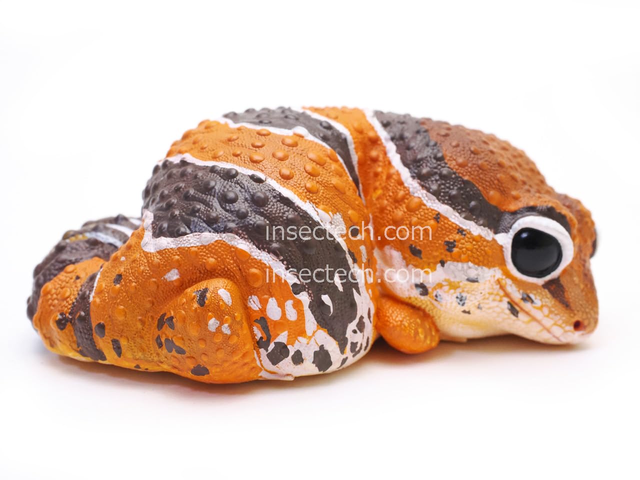 Amazon | 【動物の惑星】「日本限定」Gen2 ニシアフリカトカゲモドキ