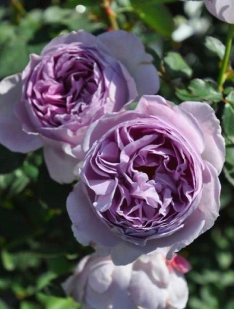Amazon.co.jp: バラ 苗 藤色 青薔薇 四季咲き 初心者向き : DIY・工具