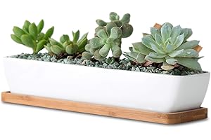 Ceramic Succulent Planter Pot with drainage - 11X2.36X1.77 Inches