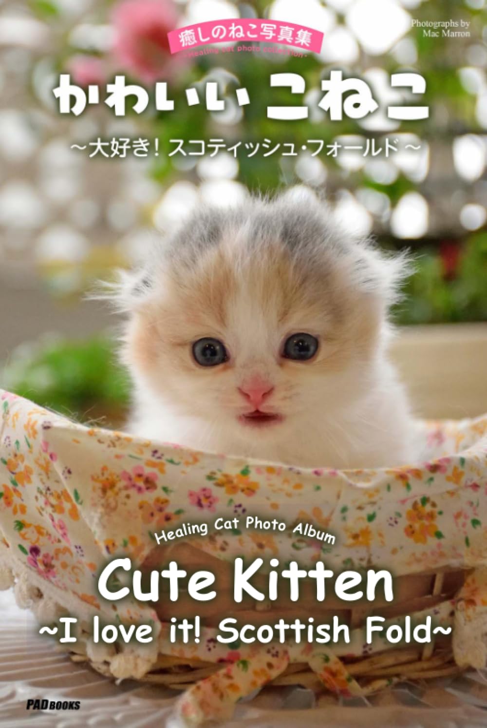 Album photo chat Scottish Fold mignon livre de souvenirs pour ranger les images de votre chaton