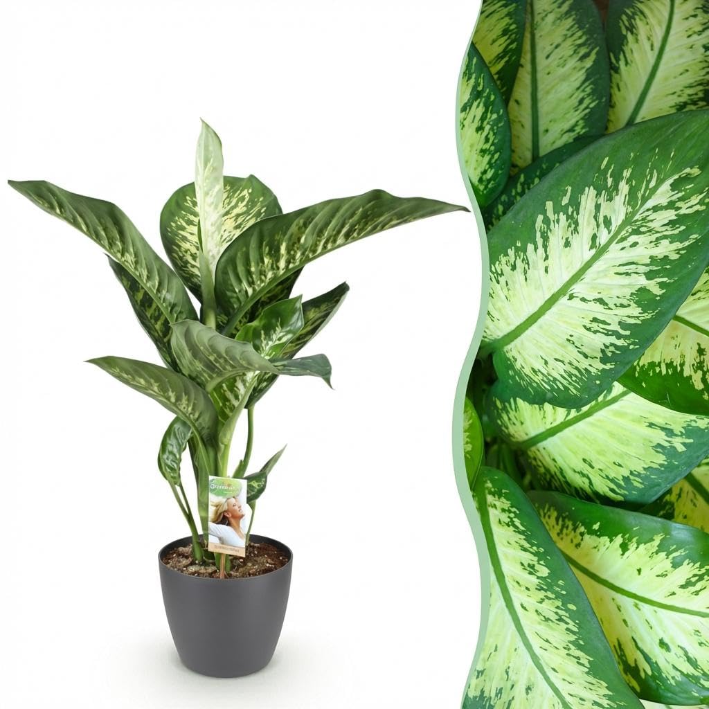 Dieffenbachia Tropic Snow roślina pokojowa z szarą doniczką, Ø 21 cm, wysokość 90-100 cm, łatwa w pielęgnacji, duża roślina zielona z biało-zielonym rysunkiem liści, do salonu, biura, sypialni