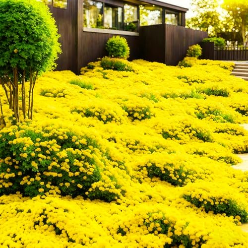 10000+ Stück Thymian, Bodendecker Winterhart Mehrjährig, Roter Kriechender Thymian (Gelb, 4 Tüten)