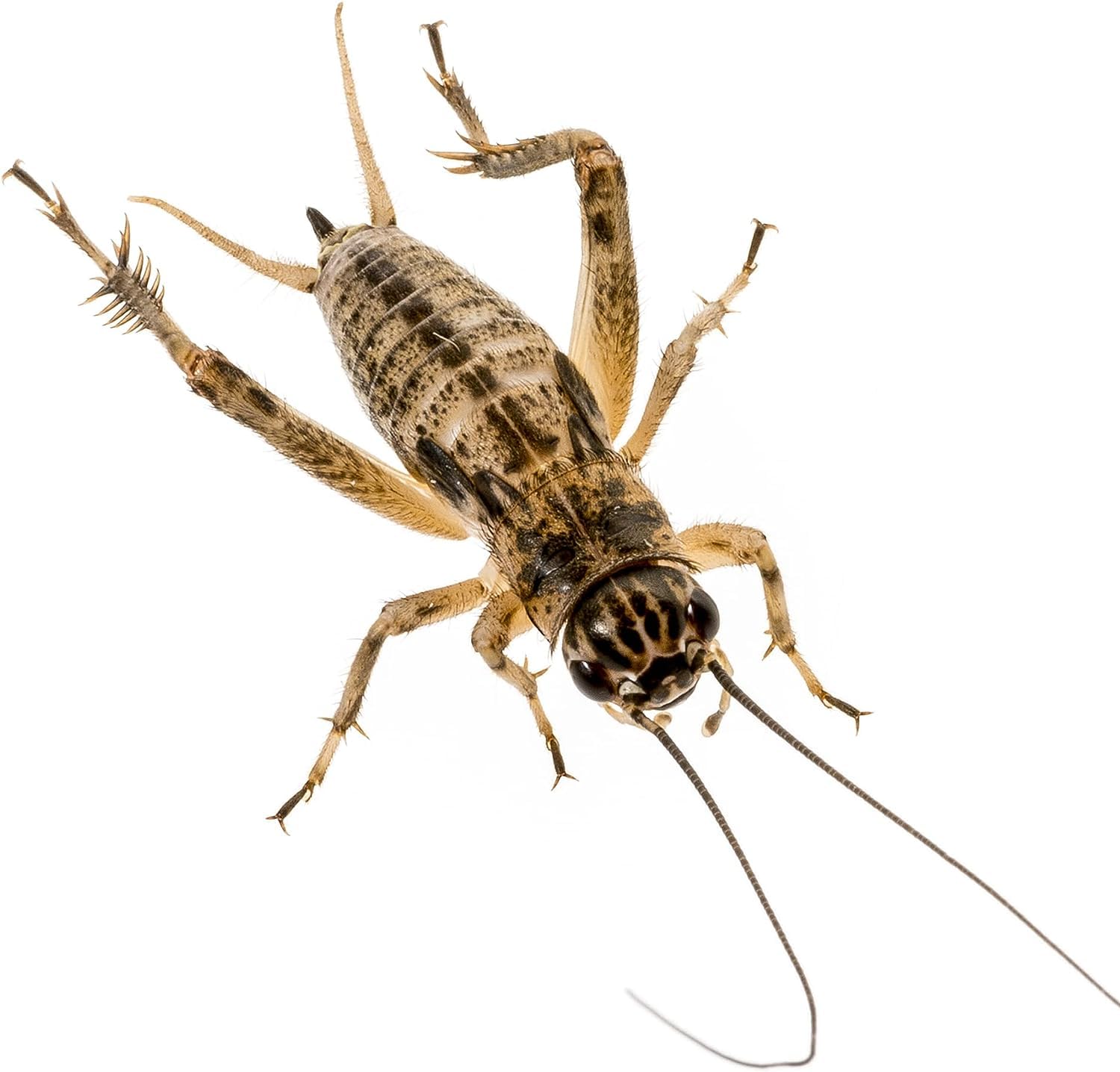 DSPetSupplies Silent Brown Crickets Extra Large Pre-Pack (Approx 25) - Reptile Live Food
