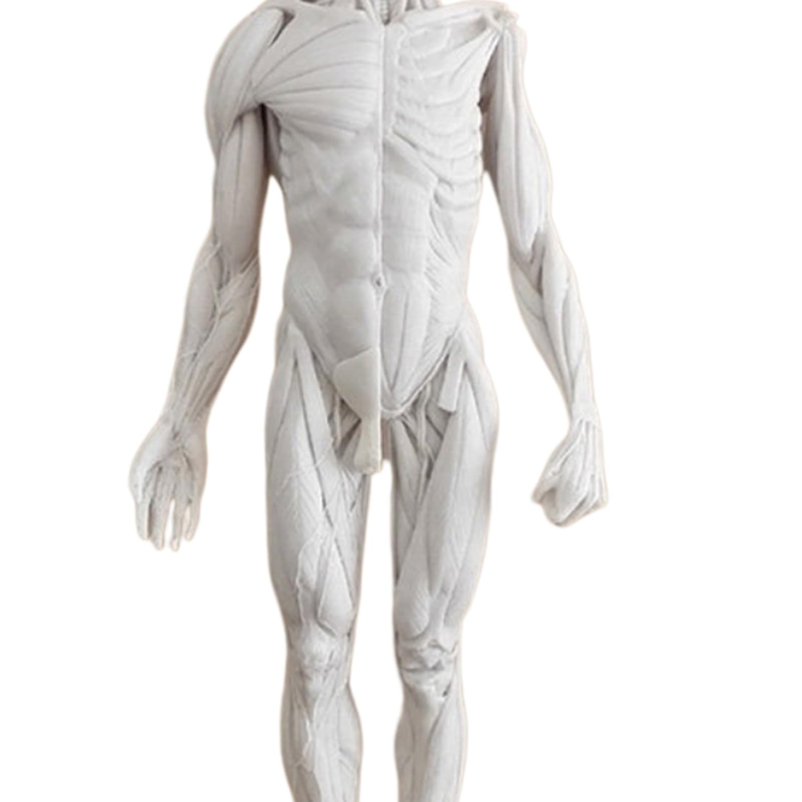 Figura de Anatomía Humana Masculina Anatomía Humana Cráneo Cabeza Cuerpo Músculo Hueso Modelo de Resina Referencia para Artistas,Blanca,60cm