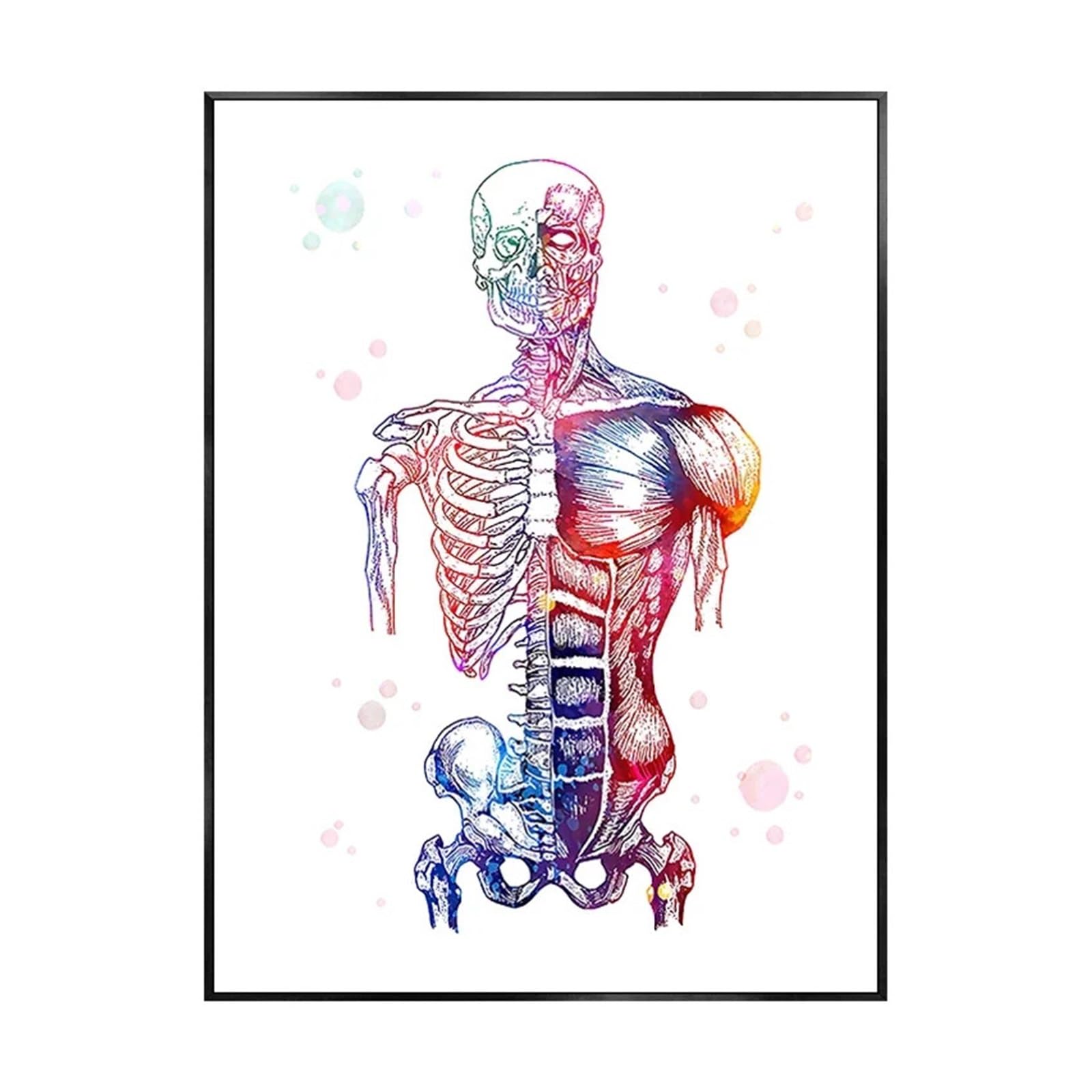 Affiche d'art mural d'anatomie humaine sur toile sans cadre pour cabinet médical 40x50 cm