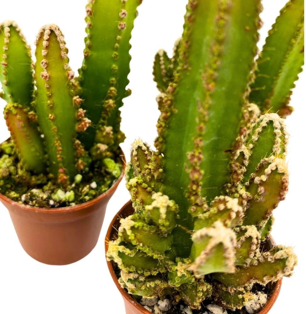 BubbleBlooms Fairy Castle Cactus, 2 inch Set of 3, Acanthocereus tetragonus Tiny Mini Pixie Plants