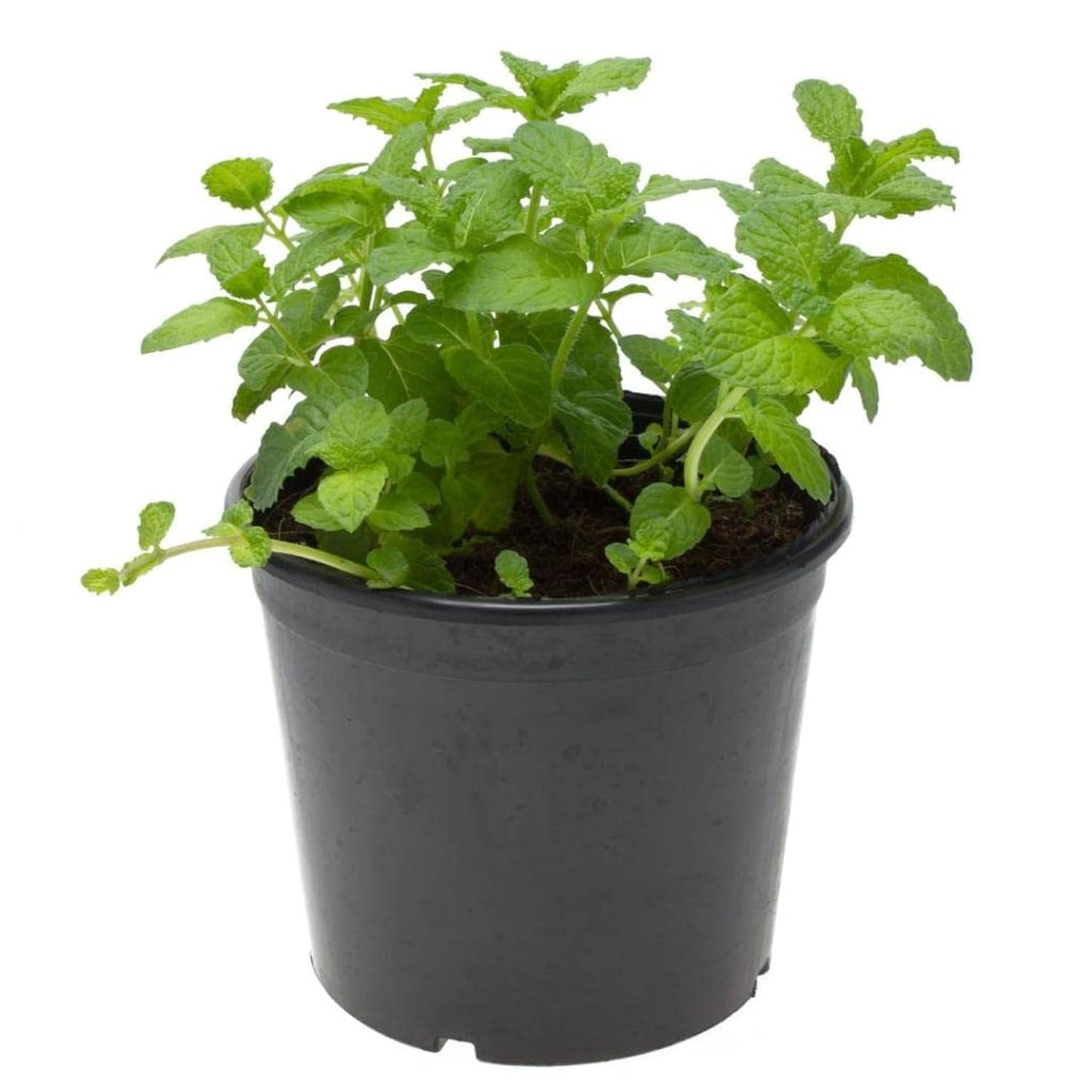 Mint plants or Mentha 20 CM | Fresh Plants