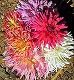 Zinnia Super Cactus Mix 250 seeds Huge 6' Flower Elegant Garden