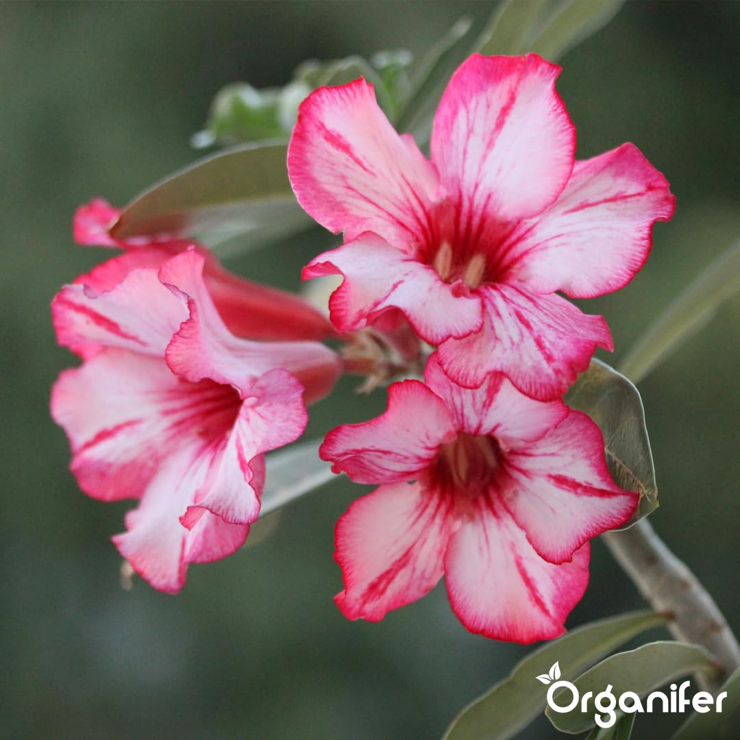 Concime liquido organico 1L per Dipladénia – fioritura splendida e crescita sana – Organifer