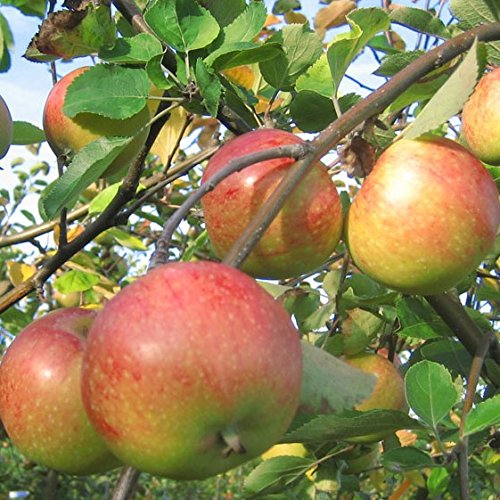 Apfelbaum Topaz (S) Winterapfel schorfresistent Busch ca. 110-140 cm schwachwachsende Unterlage: M26