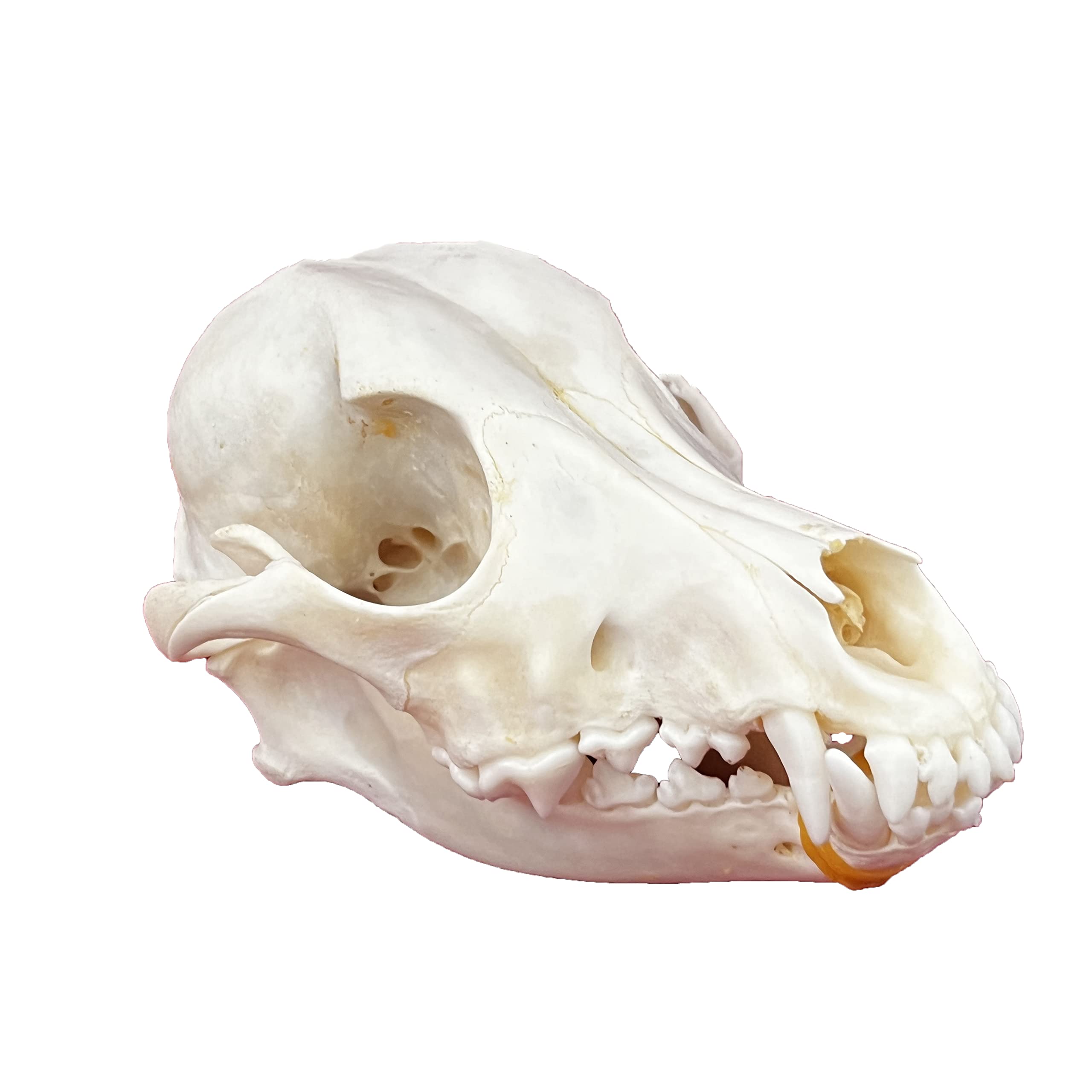 CLLOEAT Taxidermy Real Animals Skulls, Real Bones Specimen, Taxidermy Supplies for Science Education, Special Gift