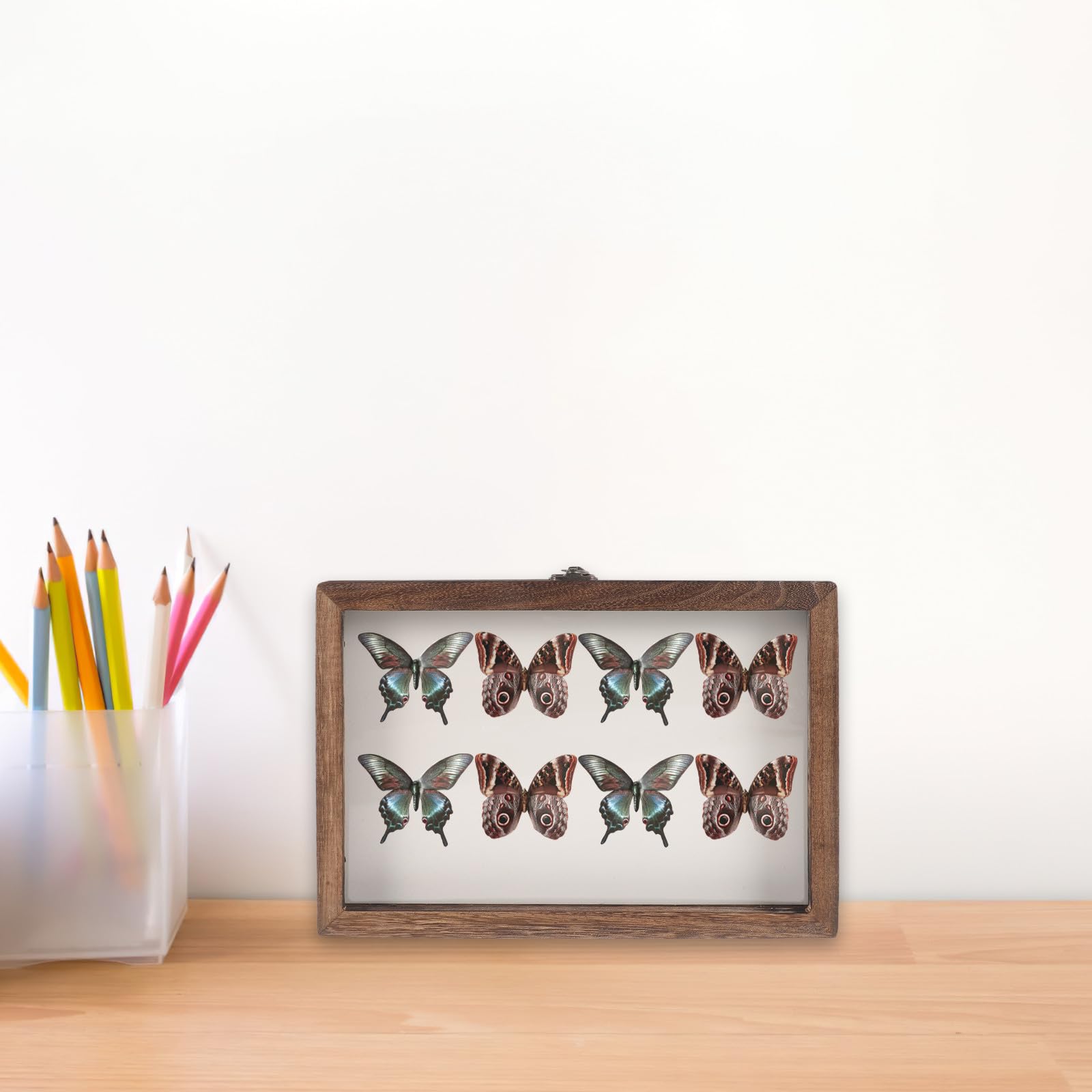 SEWACC Caja de Exhibición de Insectos Colgante de Madera Tapa Acrílica Transparente, Tamaño 31x22x4.5 Cm, Color Carbón, Almohadilla de Eva en Color Claro para Muestras, Estilo