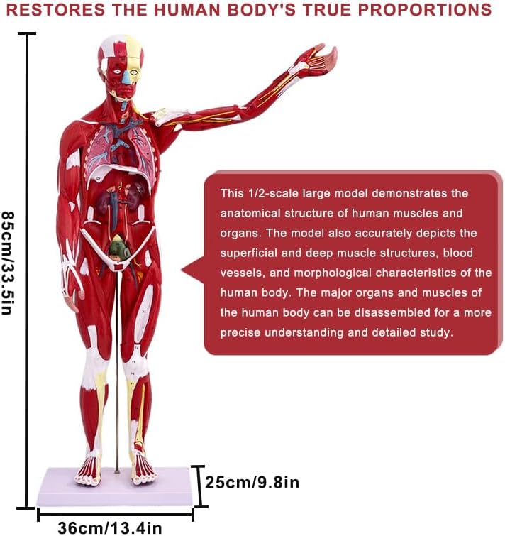 Human Anatomy Muscle Model, 27 Part 1/2 Life Size 33” Human Body Muscular System Model with Removable Organs and Muscle Anatomy Includes Color Product Manual, for Medical Educational Training
