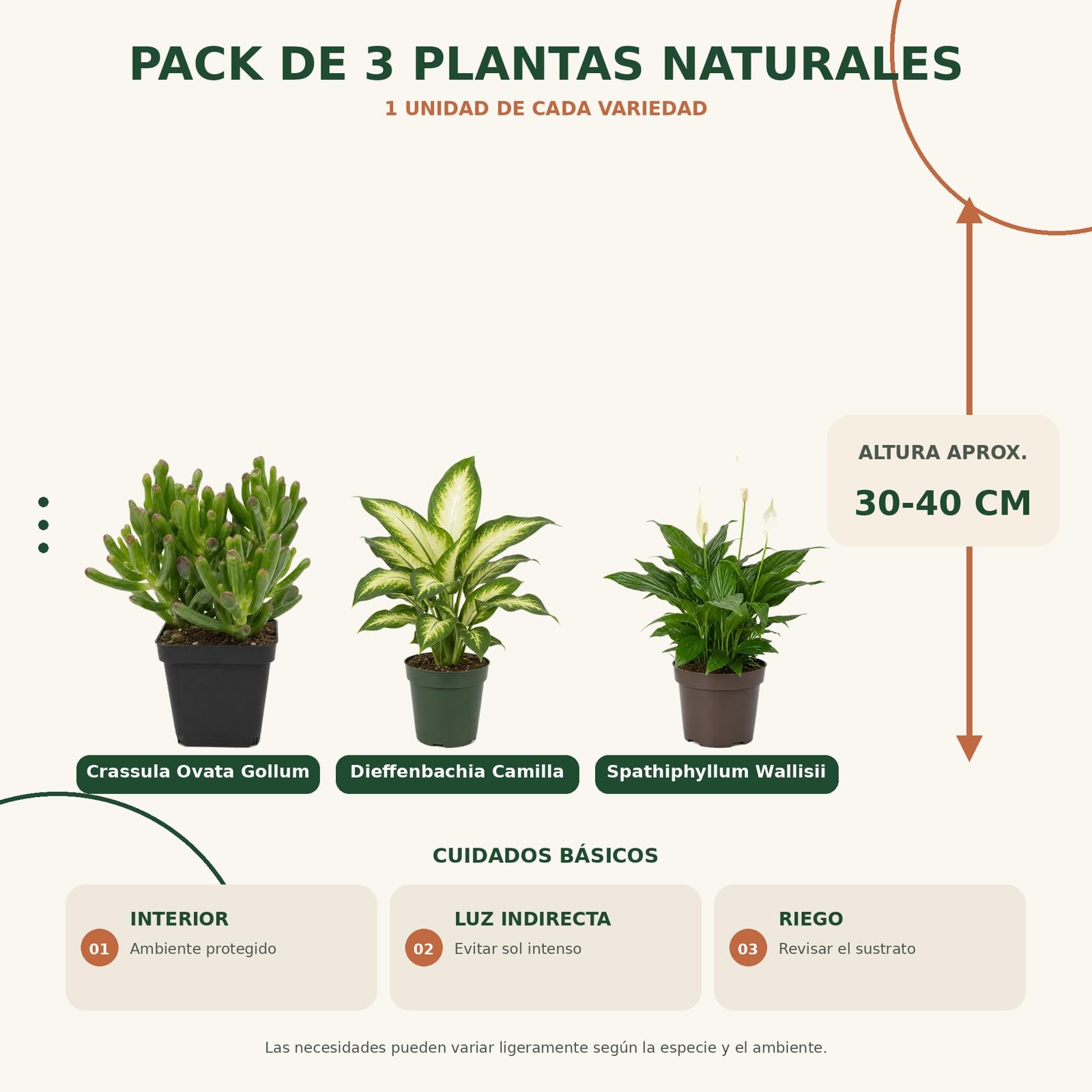 Pack 3 Plantas DECOALIVE: Jade Gollum, Diefembaquia Camilla y Espatifilo