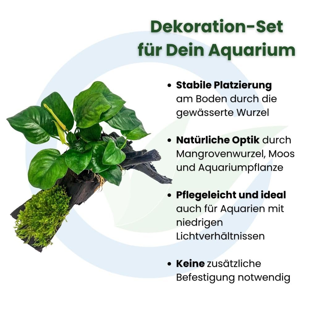 AquaOne Aquarienpflanzen auf Holz Anubias barteri und Moos auf Mangrovenwurzel - natürliche Aquarium Dekoration - pflegeleicht & ideal für Garnelen, Welse & Aquascaping