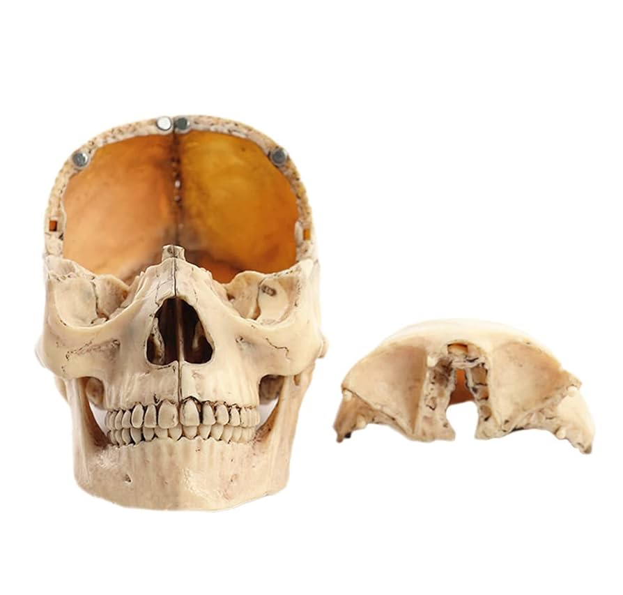 Amazon.co.jp: 人間の頭蓋骨 15 パーツの異常な解剖学的頭蓋骨