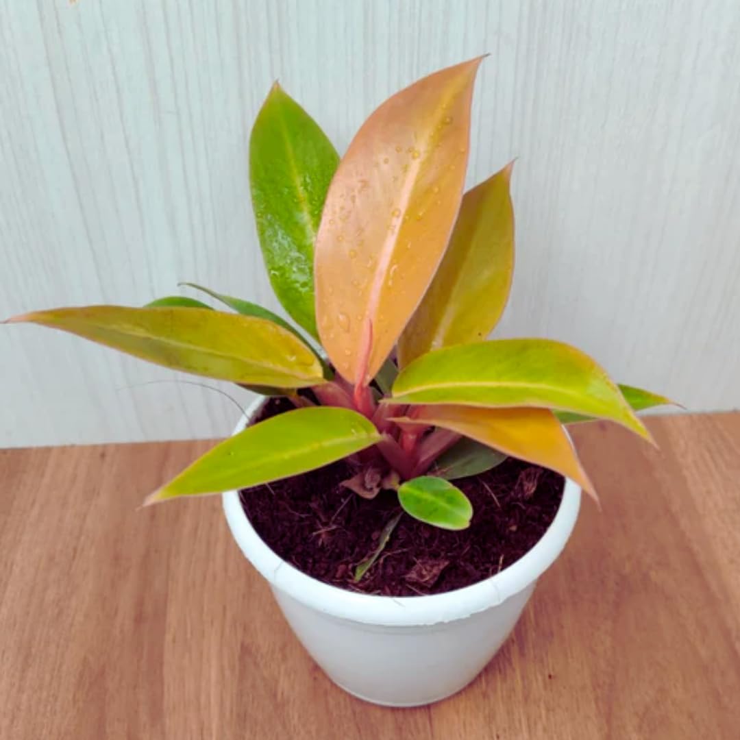 CAPPL Nice Philodendron Tropical Sunrise Mix Color Plant (Pot Included) (B075N38TTY) Amazon Price History, Amazon Price Tracker