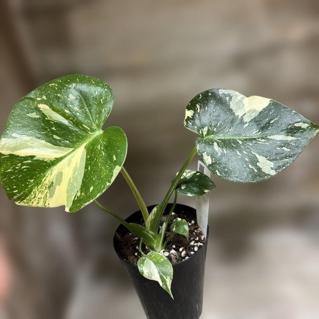Amazon｜モンステラ 斑入り 4号鉢ごと｜観葉植物 オンライン通販