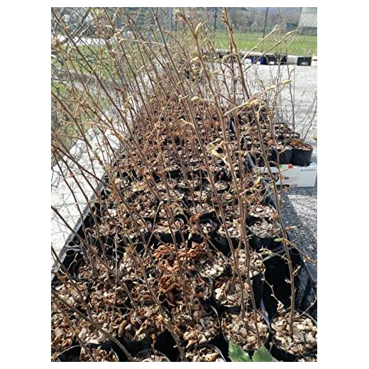 4 Piante Carpino Micorizzate con Tartufo Nero Estivo (Tuber Aestivum Vitt.)