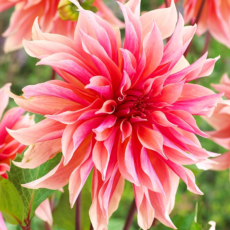 Labyrinth Decorative Dahlia Flower Bulbs