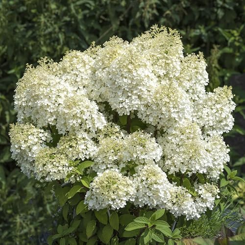 Hortensia Paniculata Bobo en Maceta - Planta de Exterior Compacta Lista para Jardín