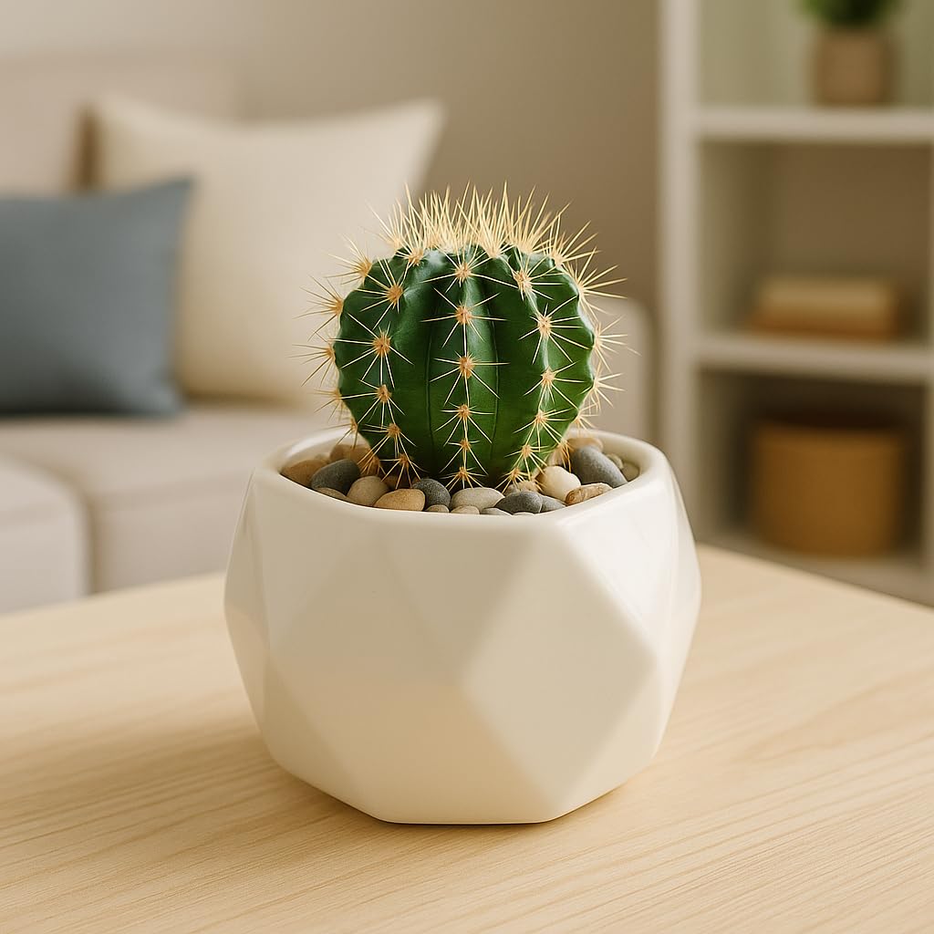 Outdoors Ddss Tt-93 Pentagon Ceramic Pot For Succulent/Herbs/Cactus For Office Home Size: H.8Cm X L.7Cm X D. 7Cm- White-image-41