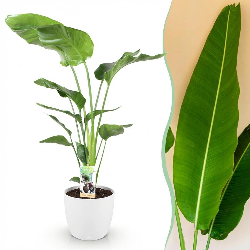 Green boutiQ - Zimmerpflanzen - Strelitzia Nicolai - Paradiesvogelblume - Geringer Pflegeaufwand - Grün - 1 Pflanze - mit Potter Weiß - Topf 21cm - Höhe 110-120cm