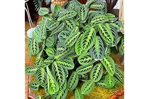 2 Maranta Plant, Lemon Lime Live Plants, Prayer Plant, House Plant