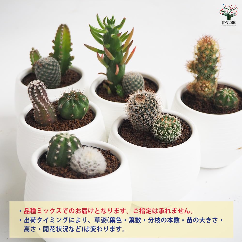 Amazon｜ITANSE サボテン 寄せ植え 2品種寄せ植えミックス
