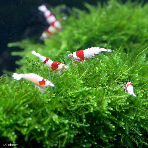 Amazon.co.jp: （水草）☆育成済☆ 南米ウィローモス 流木 Sサイズ