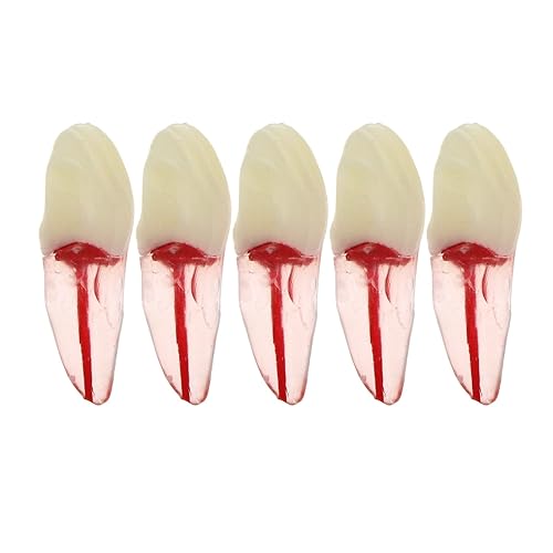 5 Uds. Dientes dentales de la cavidad de la pulpa del conducto radicular modelo de endodoncia práctica RCT Typodont M8007 11# 14# 16# 21# 33# 34#