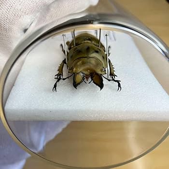 Amazon.co.jp: 昆虫標本ババオウゴンオニクワガタ ガラスケース