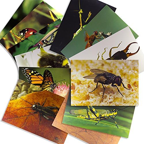 Buy Stages Learning Materials Insect Posters for Classroom Décor ...