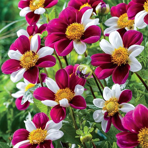 Twyning's Smartie Dahlia Summer Bulbs By Breck's