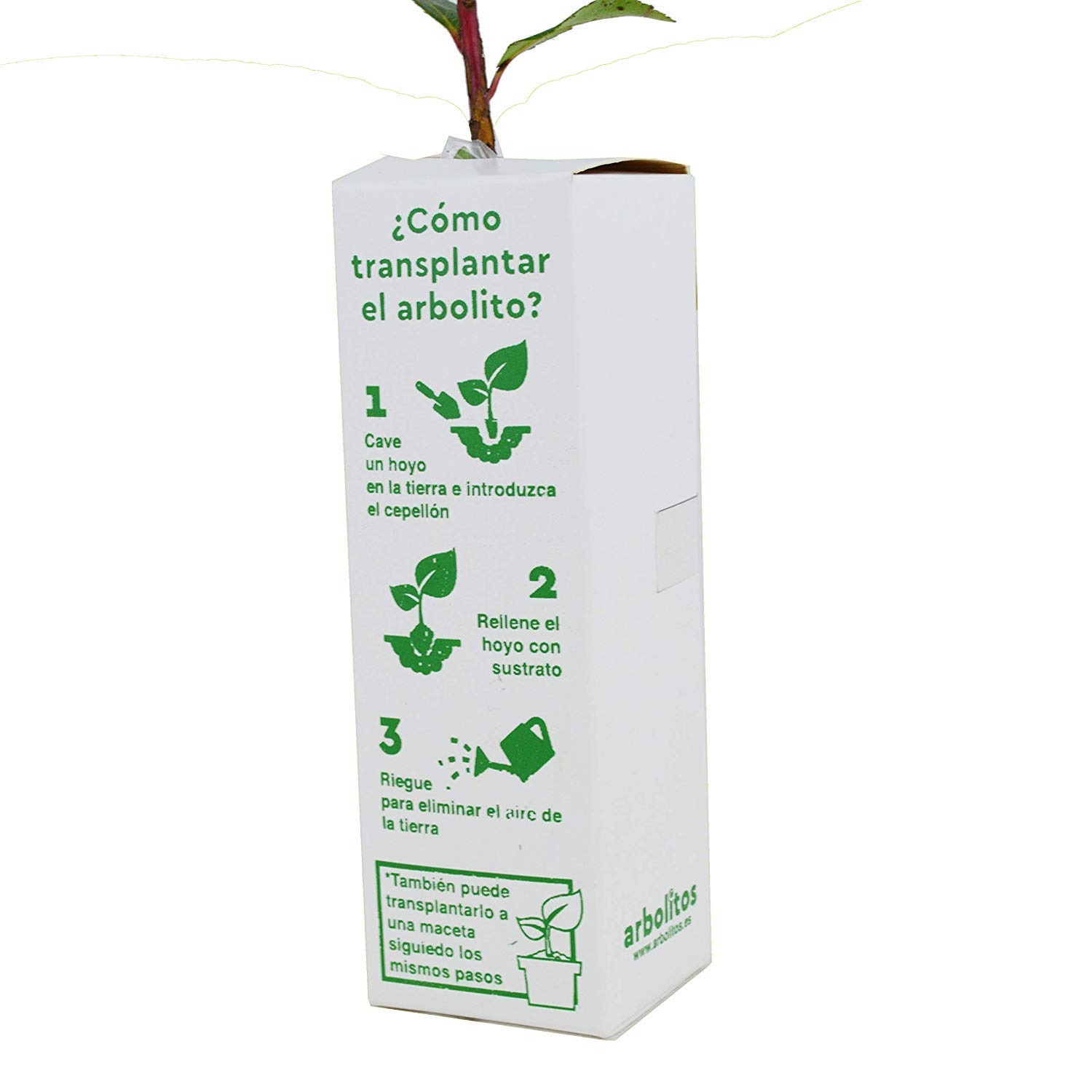 Lagerstroemia Indica Arbre de Jupiter Jeune Pousse 30 cm 1 Unité