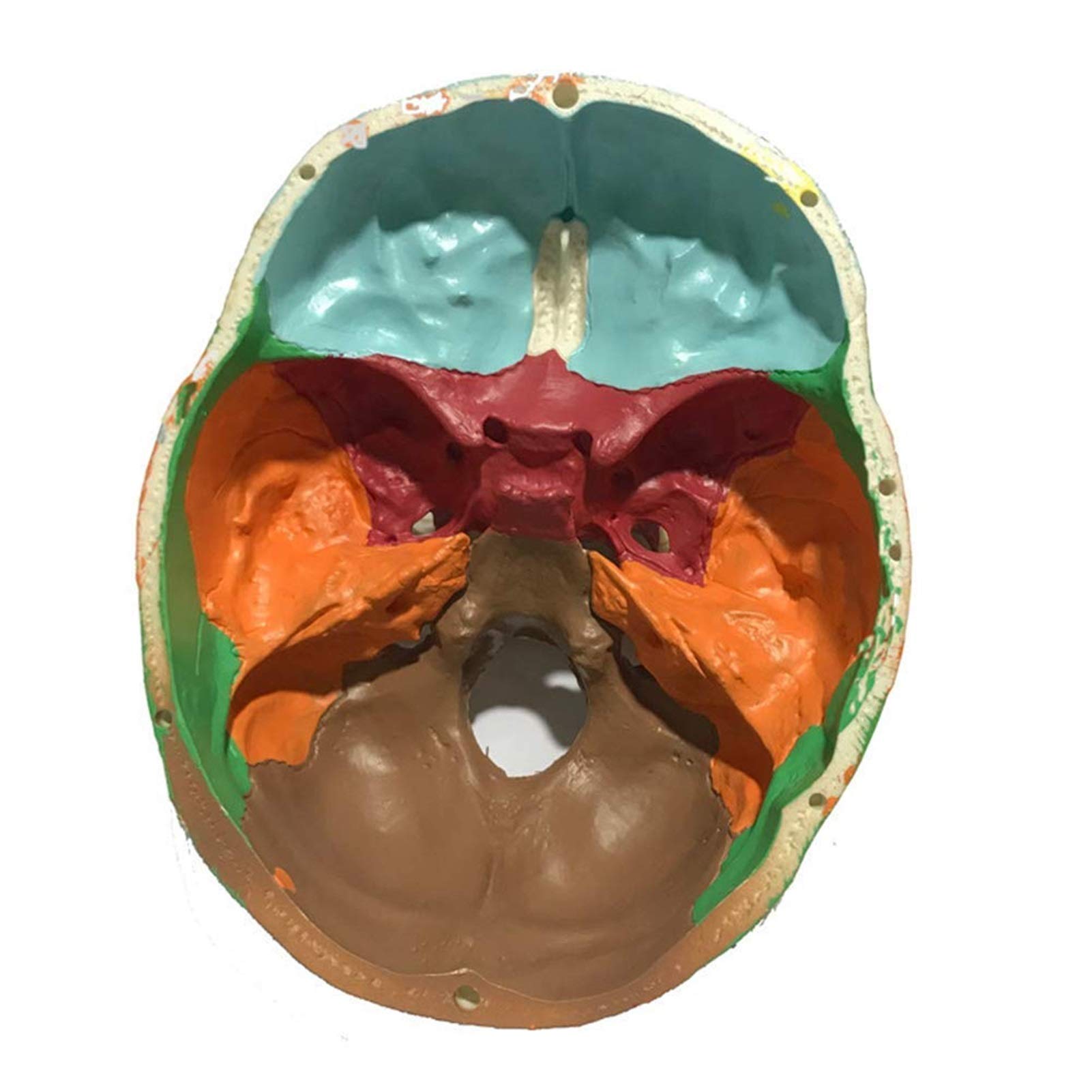 Anatomiczny model czaszki - Kolorowy tryb ludzkiej czaszki - Materiał żywiczny Anatomia człowieka Model czaszki Anatomiczny medyczny nauczanie Szkielet głowa - do medycznego szkolenia edukacyjnego