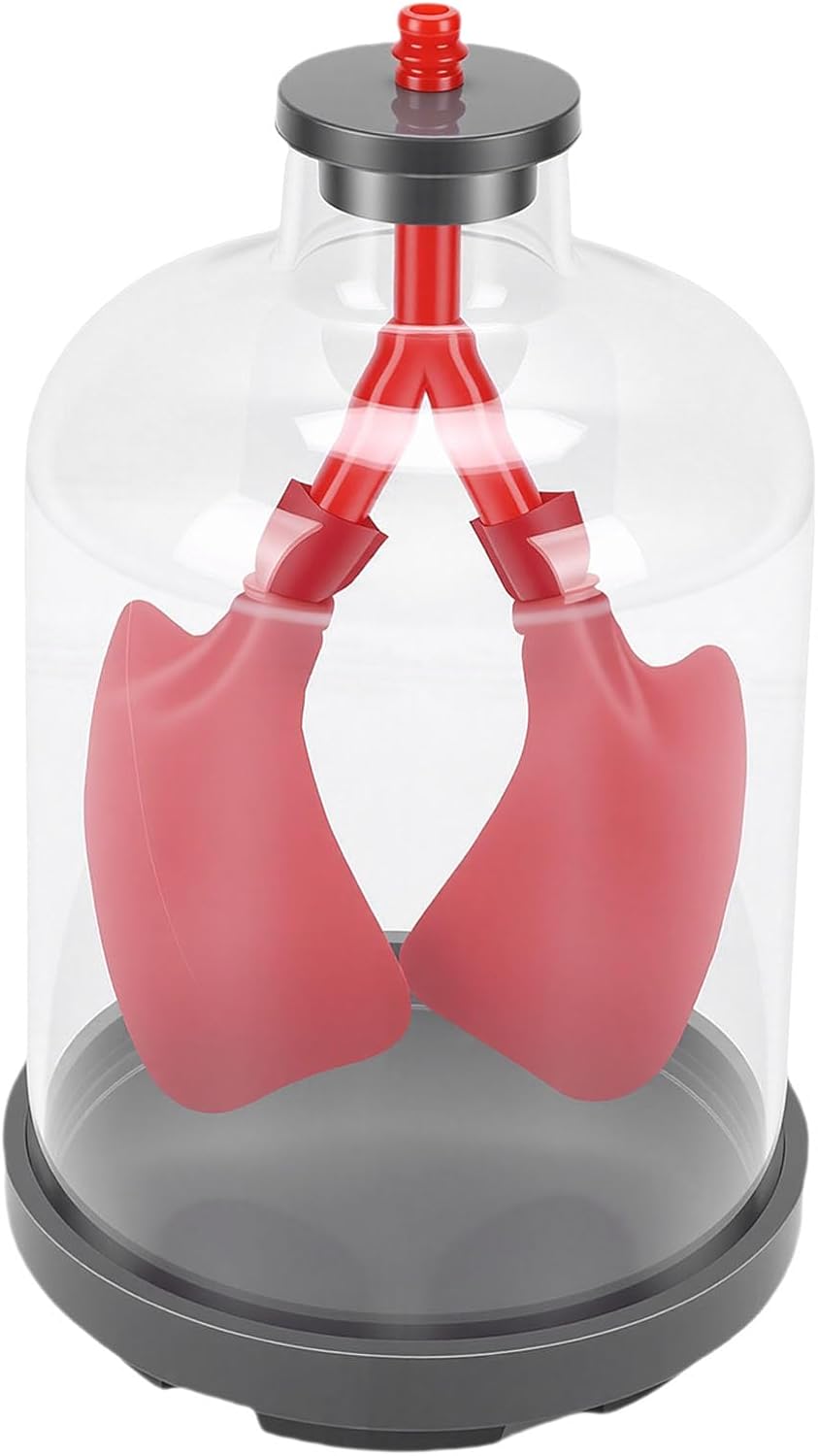 Hyuduo Human Lung Model Anatomical Respiratory System Model with Transparent Chest Cavity for Science Classroom Teaching