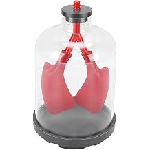 Hyuduo Human Lung Model Anatomical Respiratory System Model with Transparent Chest Cavity for Science Classroom Teaching