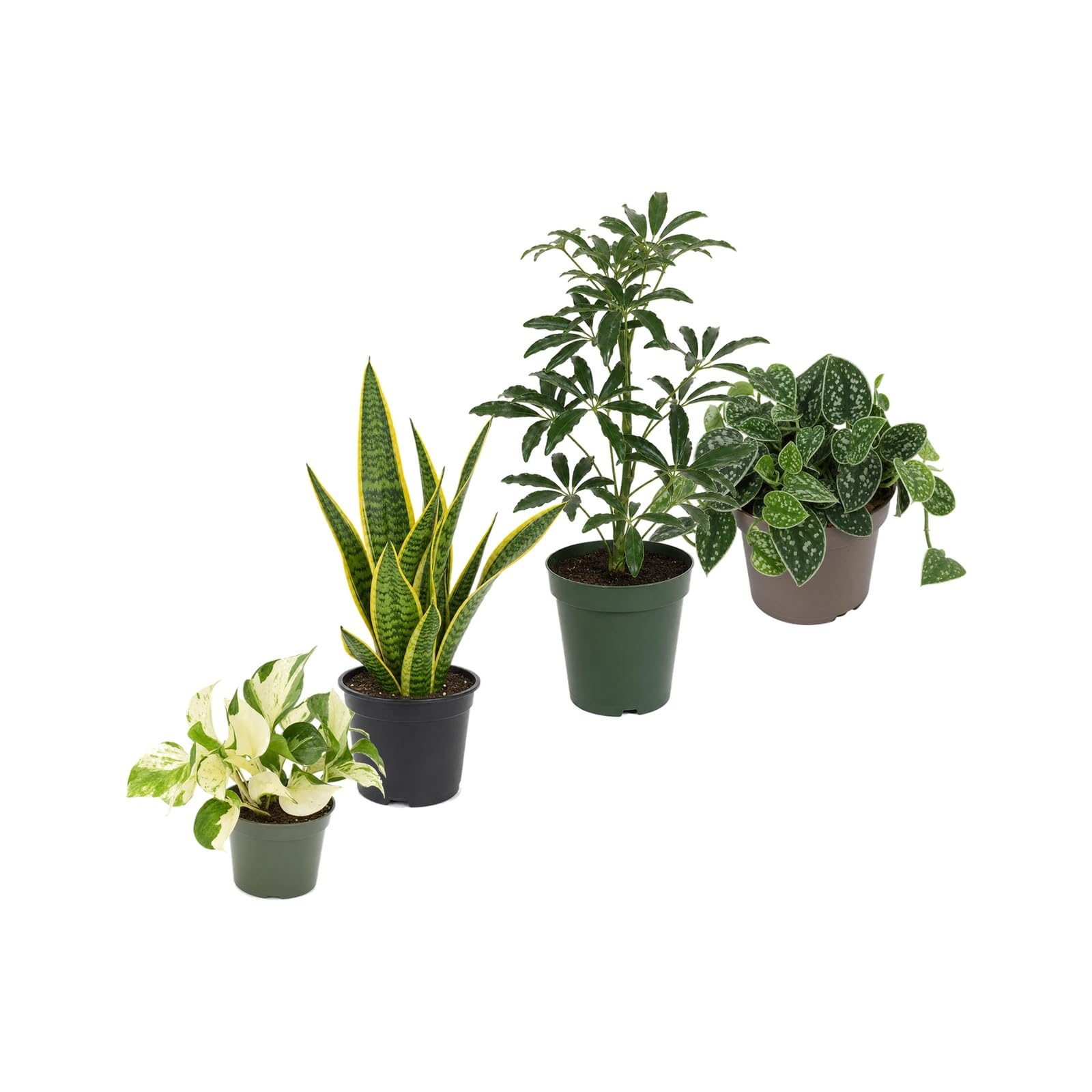 DECOALIVE Pack 4 Plantas de Interior: Verdes, Cremas y Amarillos