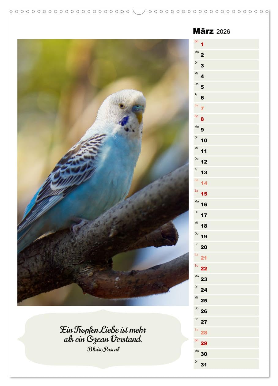 Niedliche Wellensittiche (hochwertiger Premium Wandkalender 2026 DIN A2 hoch), Kunstdruck in Hochglanz: Verspielt, fröhlich, friedlich und genügsam (CALVENDO Tiere)