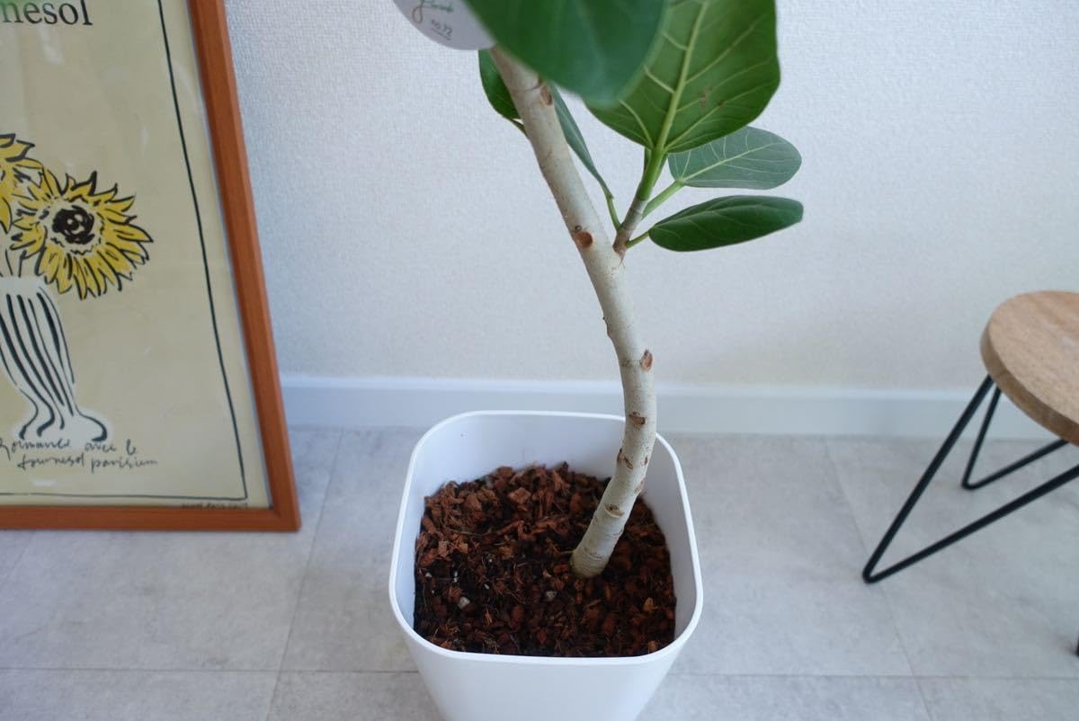フィカス　ベンガレンシス　曲がり　鉢皿付き＋エバーフレッシュ鉢皿付き ficus-benghalensis-1011_0004.